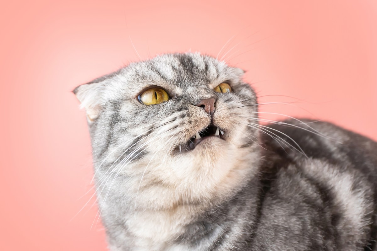 Scottische Faltohrkatze zeigt ihre Zähne.