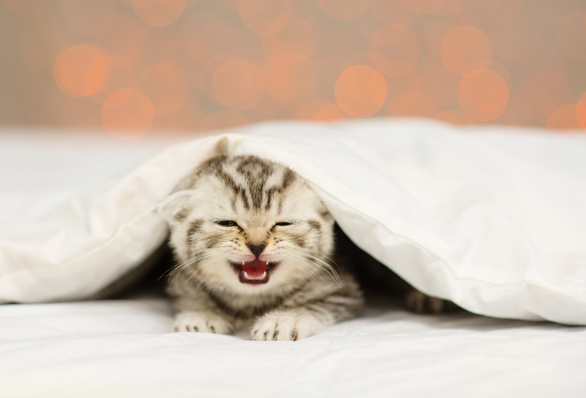Kleine Katze ist nachtaktiv unter der Bettdecke und miaut.
