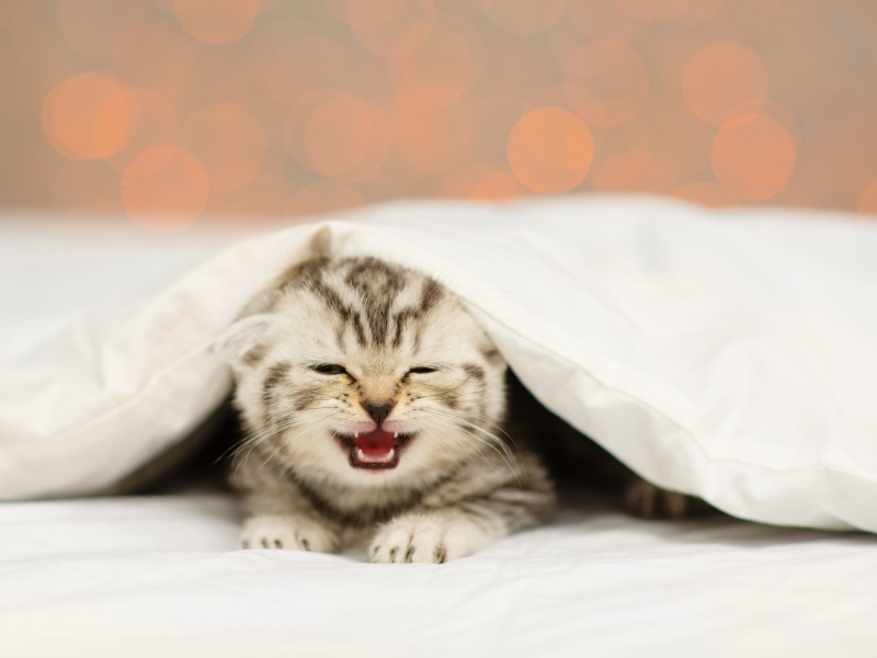 Kleine Katze ist nachtaktiv unter der Bettdecke und miaut.
