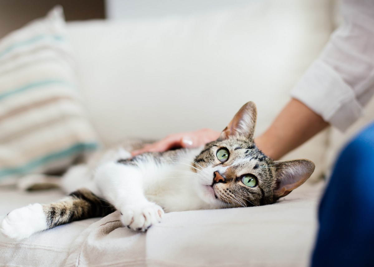 Frau streichelt Katze auf dem Sofa.