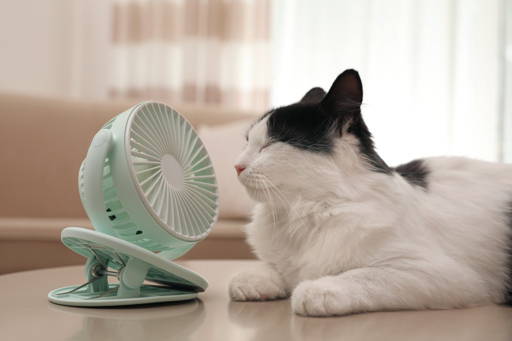 Katze sitzt vor Mini-Ventilator
