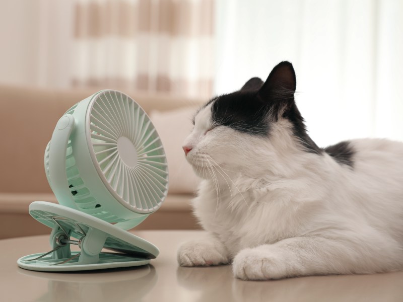 Katze sitzt vor Mini-Ventilator