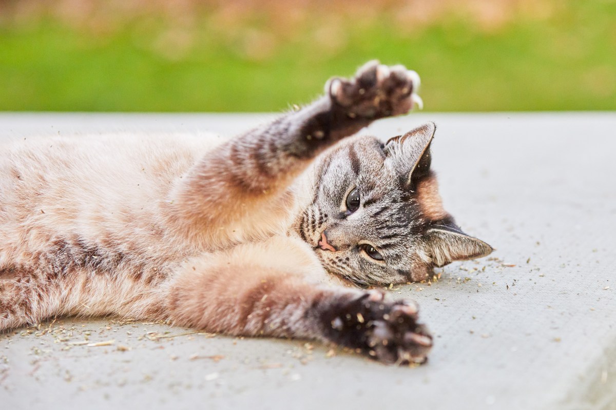 Katze spielt mit Katzenminze