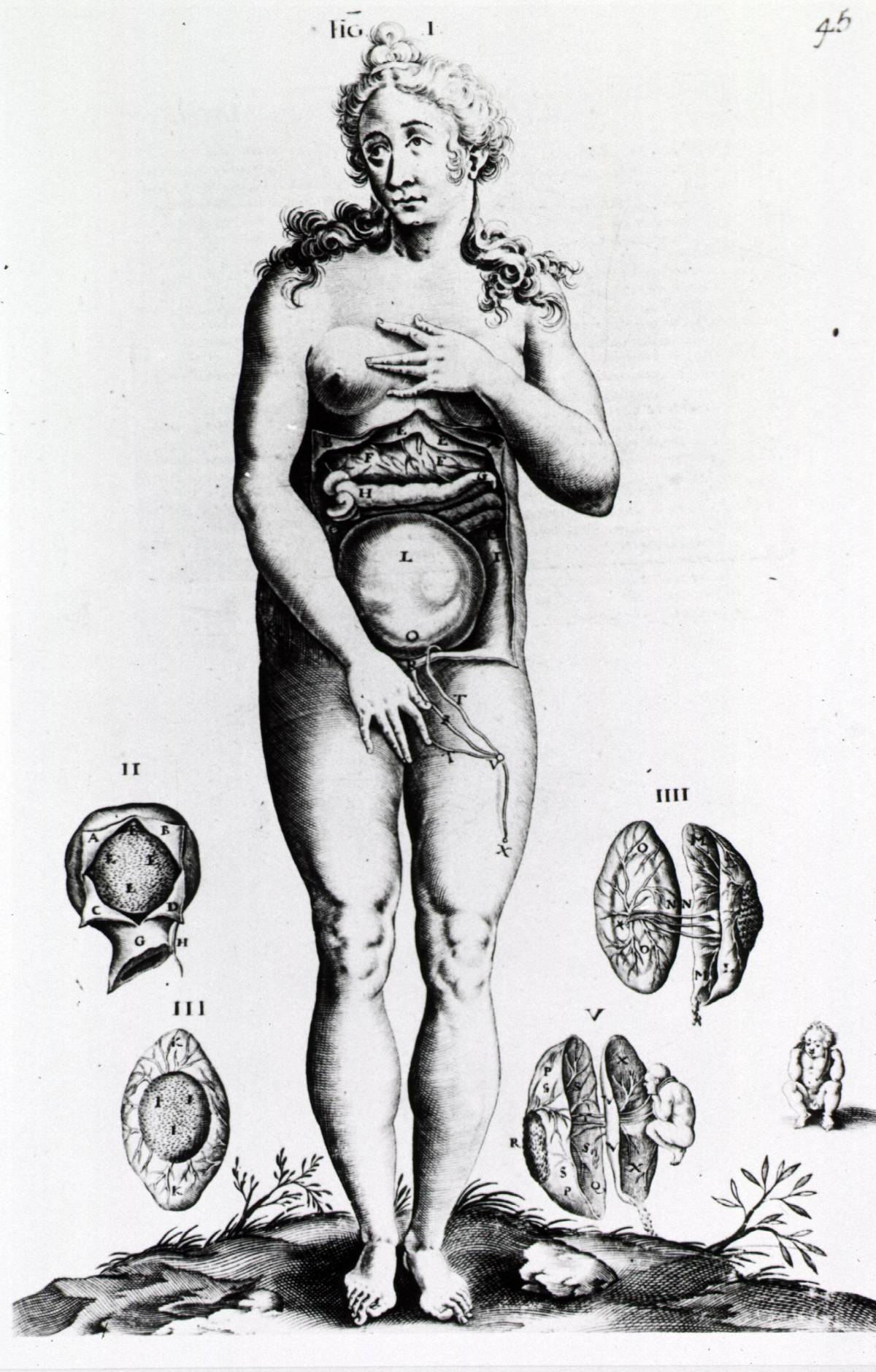 weibliche anatomie