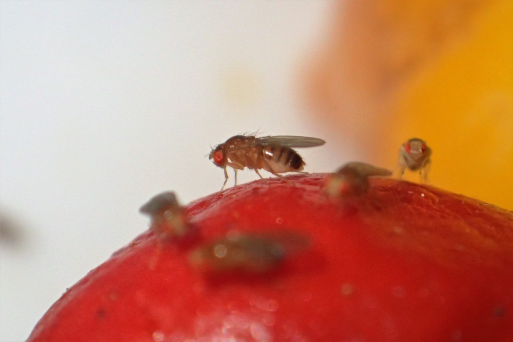 Fruchtfliegen loswerden