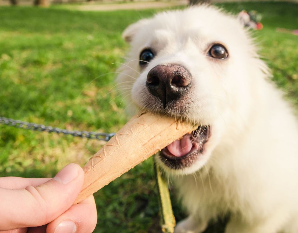 Joghurt Hund Eis Welpe