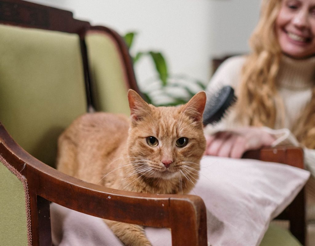 Rote Katze sitzt auf Stuhl