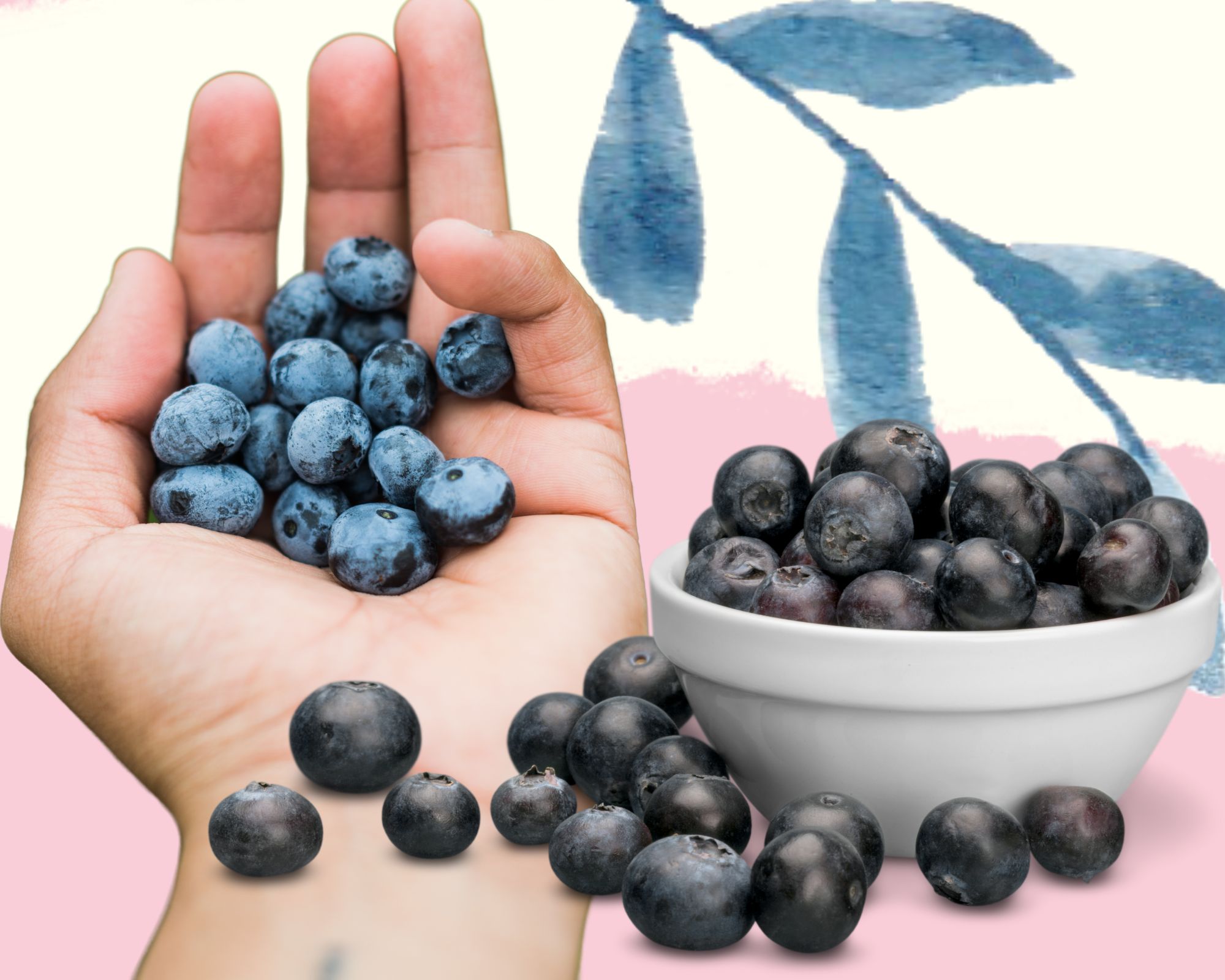 Heidelbeere Wirkung So viele Blaubeeren höchstens essen wmn