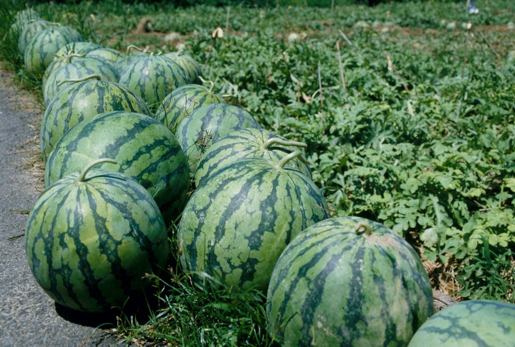 Wassermelone schlecht: Reife Wassermelonen