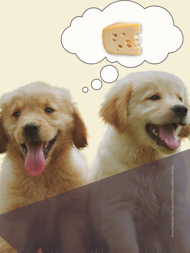 Käse für Hunde ?