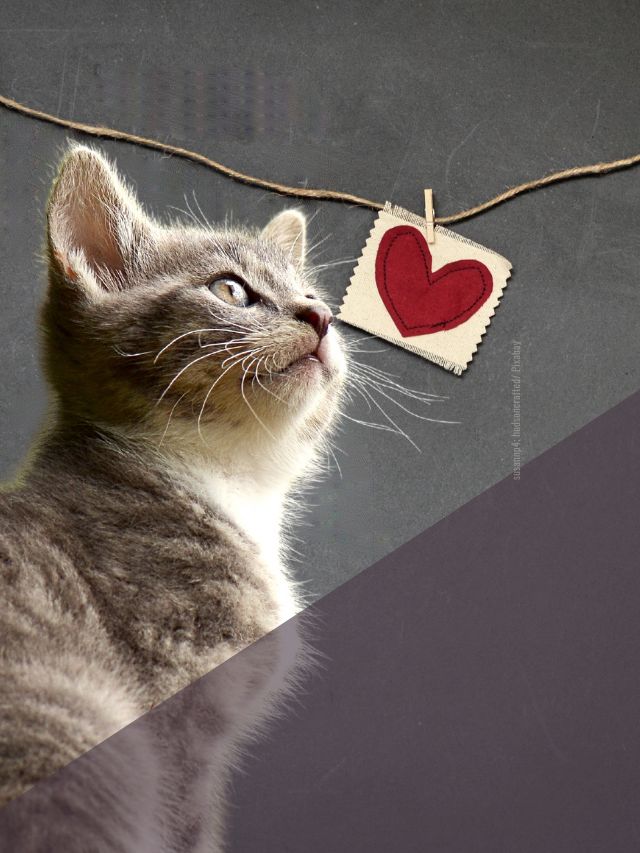 Liebt deine Katze dich?