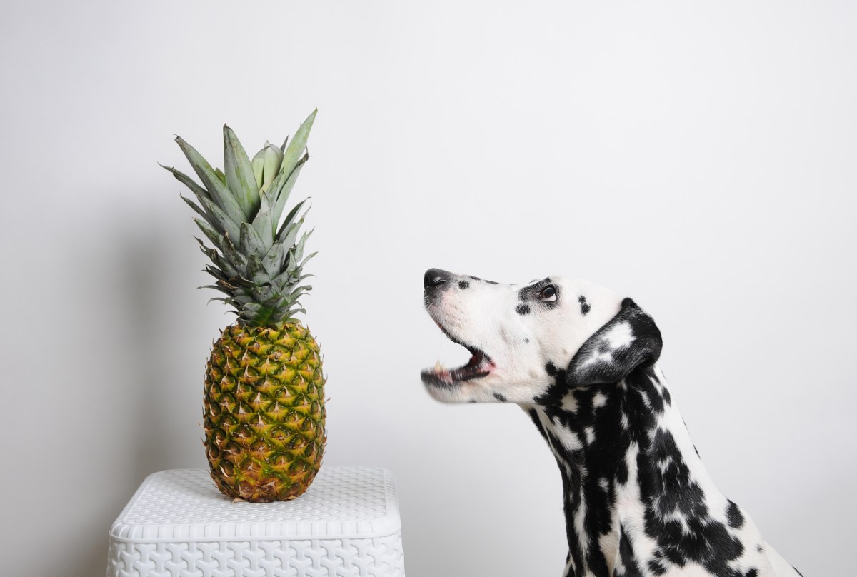 Hund will Ananas essen, die auf einem Tisch steht.