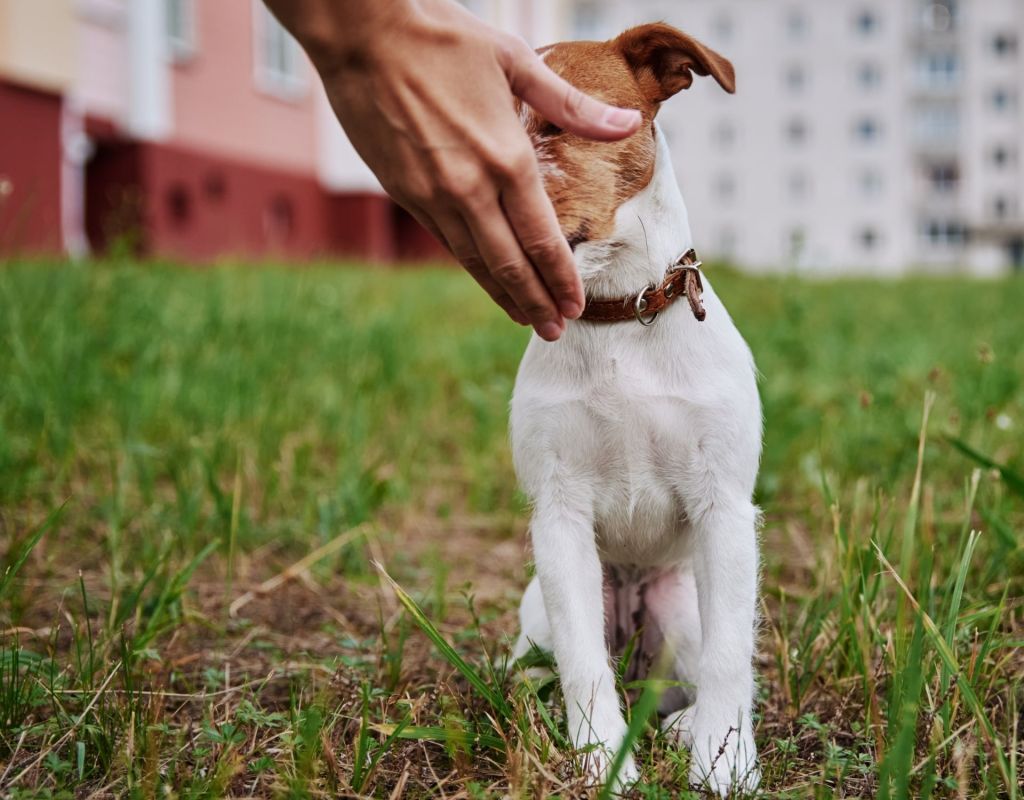 Hand mit Hund