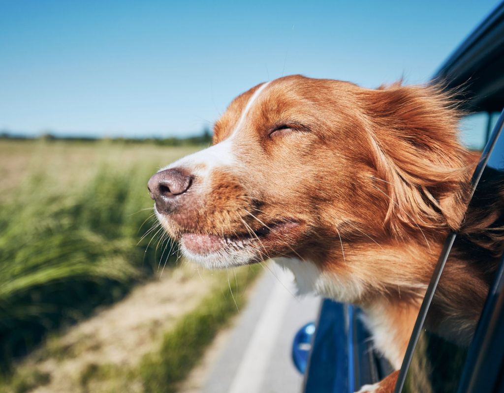 Hund steckt Kopf aus dem Auto