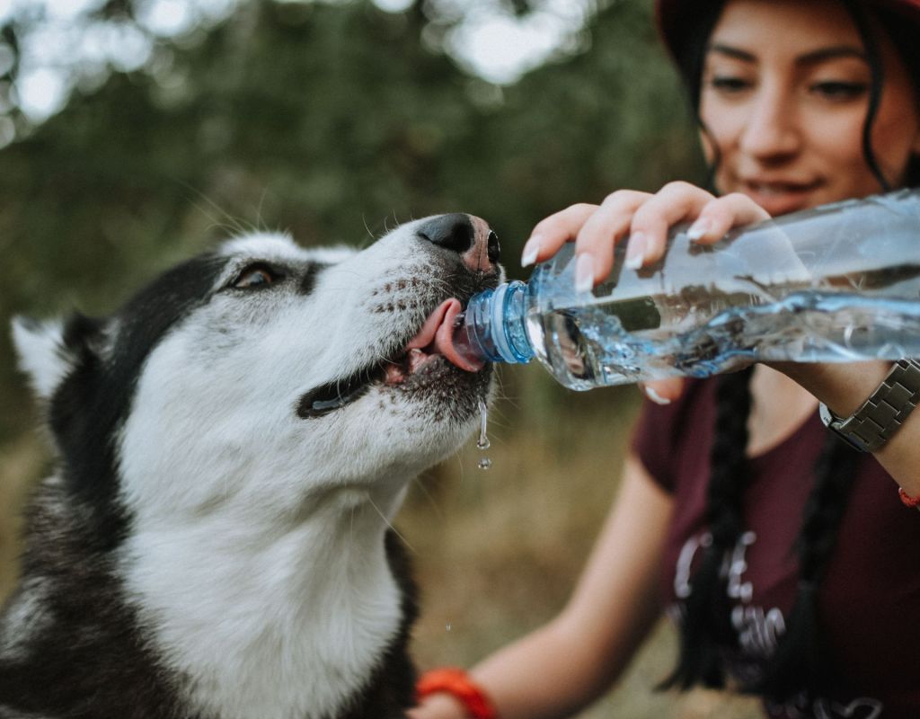 Hund trinkt Wasser aus einer Flasche