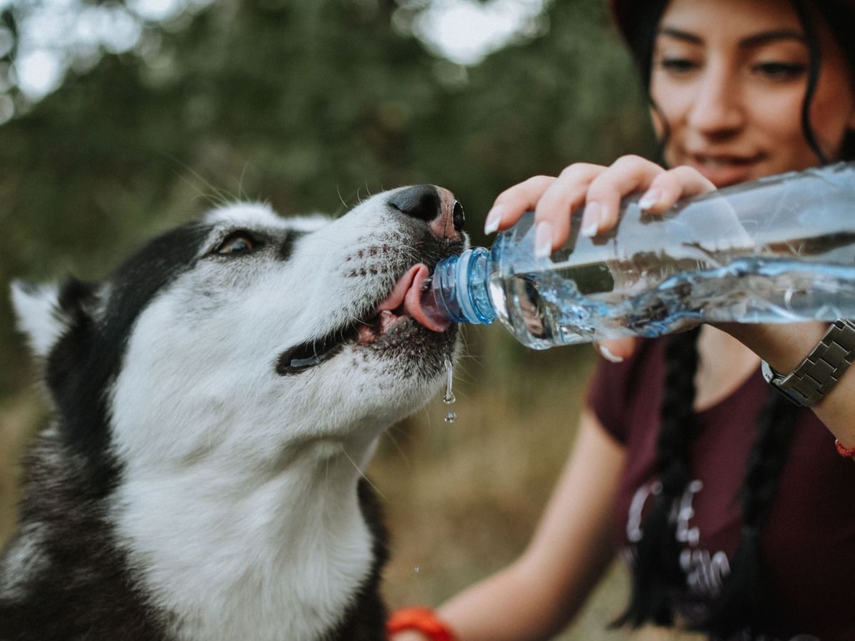 Hund trinkt Wasser aus einer Flasche