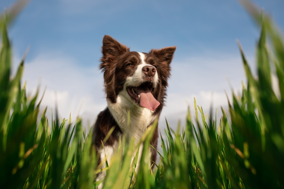 Hund steht auf einer Wiese und will Gras fressen.