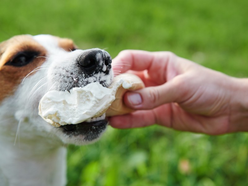 Hund isst Jogurt Eis.
