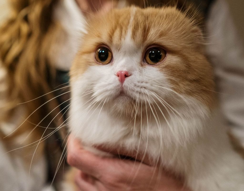 Katze auf Arm von Frau