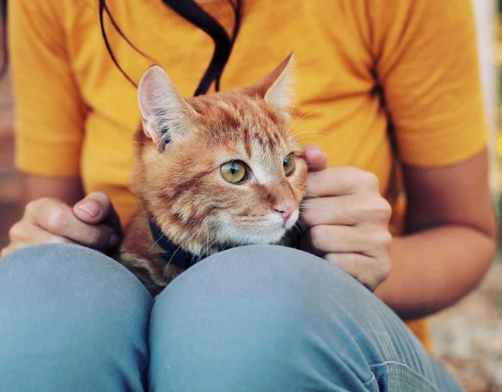 Katze auf Schoß