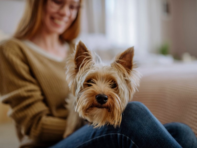 Yorkshire Terrier