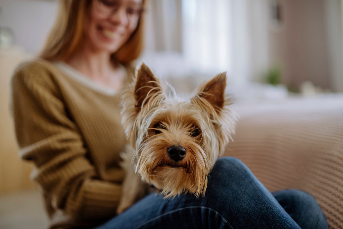 Yorkshire Terrier