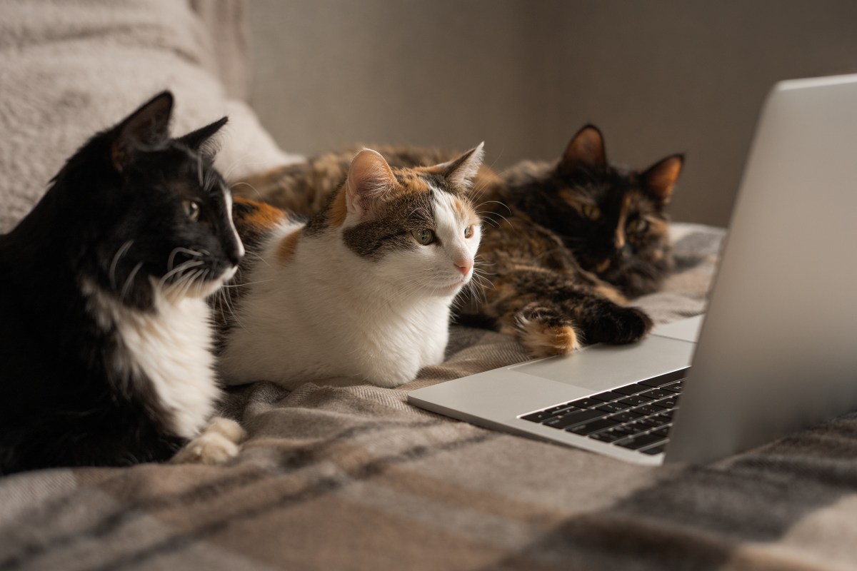 Katzen sitzen vor Laptop und schauen Film.