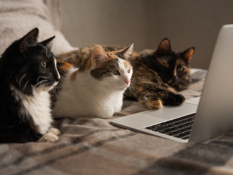 Katzen sitzen vor Laptop und schauen Film.