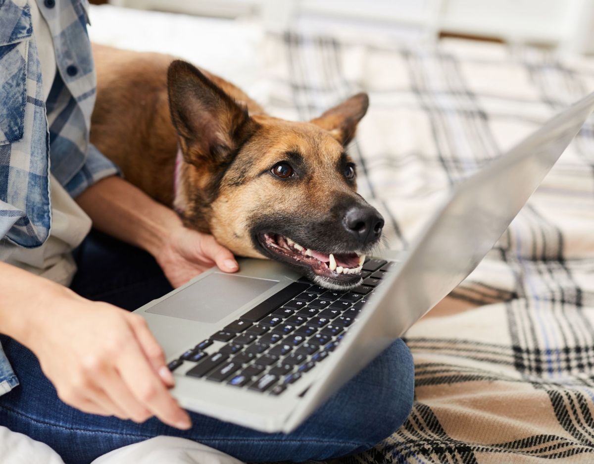 Hund vor dem Laptop