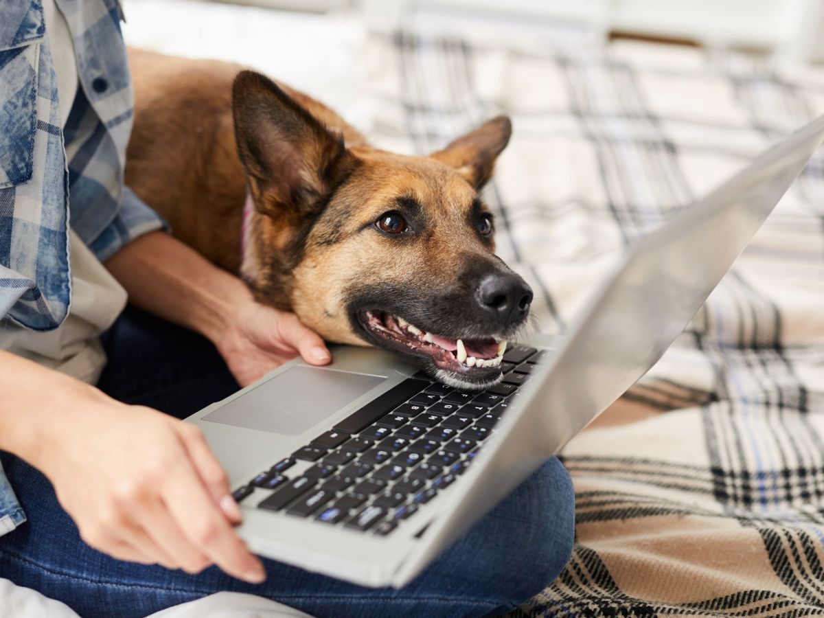 Hund vor dem Laptop
