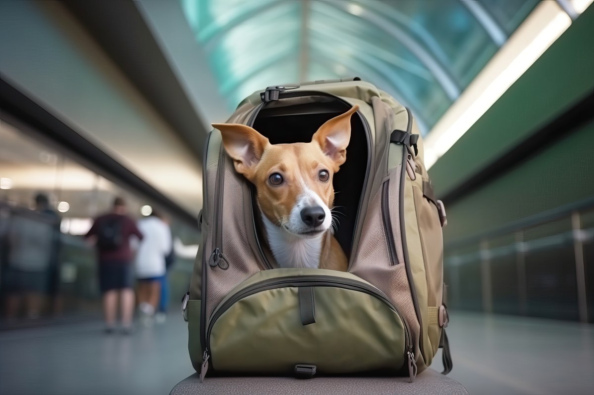 Hund am Flughafen in einer Transporttasche