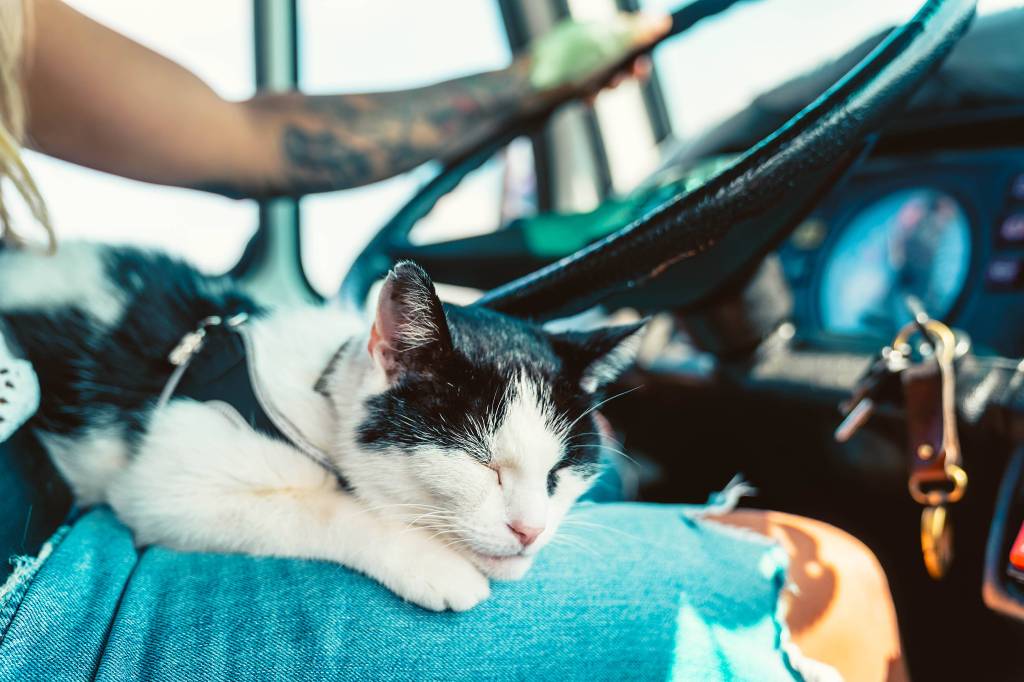 Katze im Auto