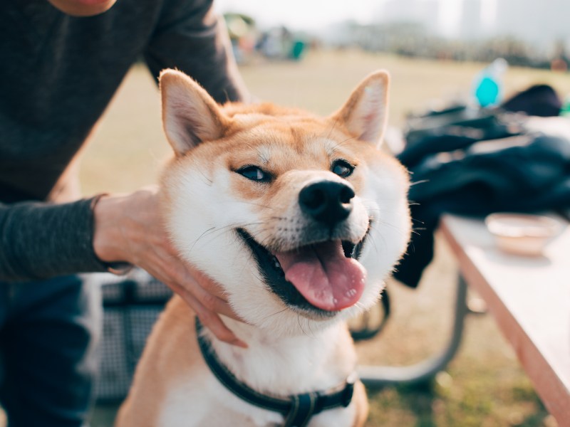 Lächelnder Shiba Inu