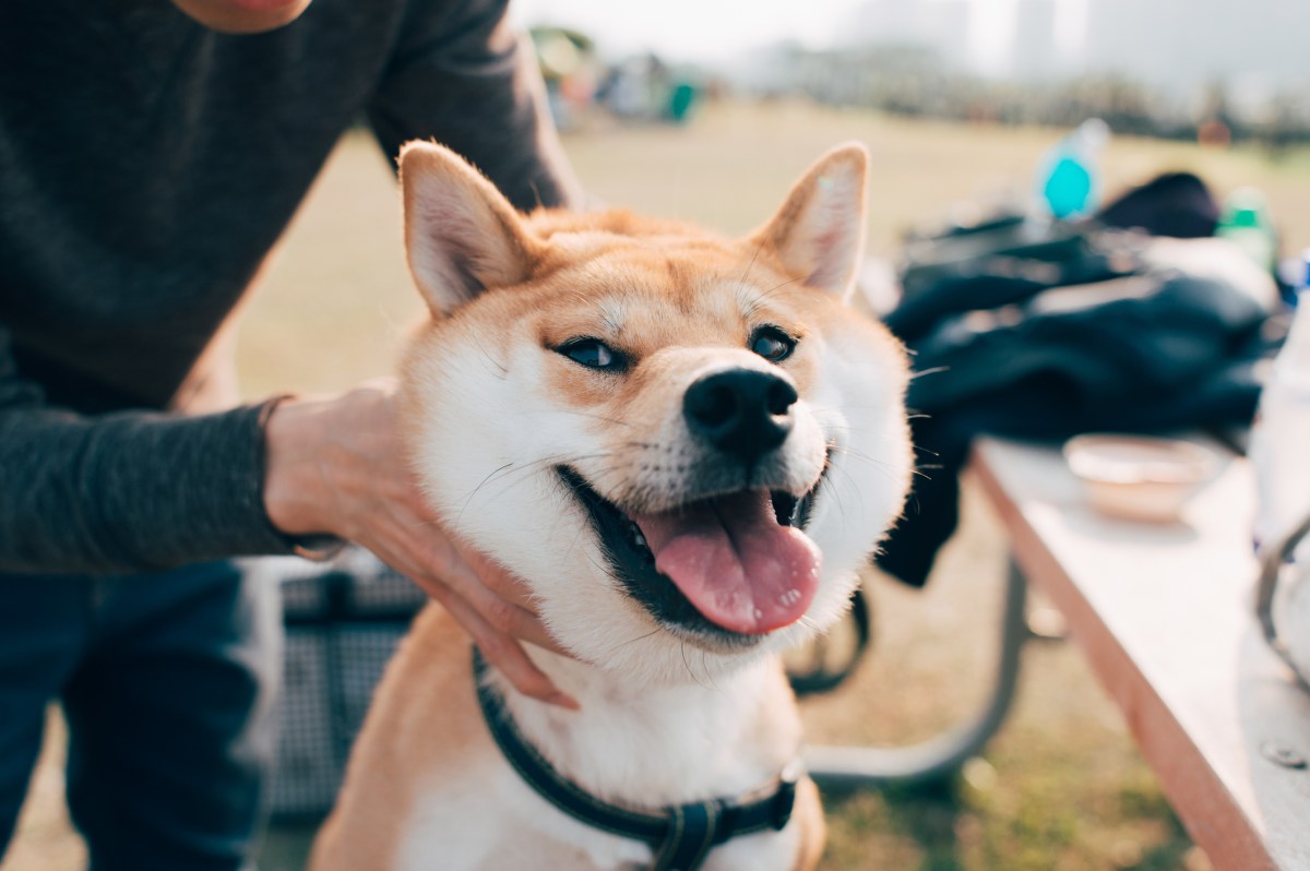 Lächelnder Shiba Inu