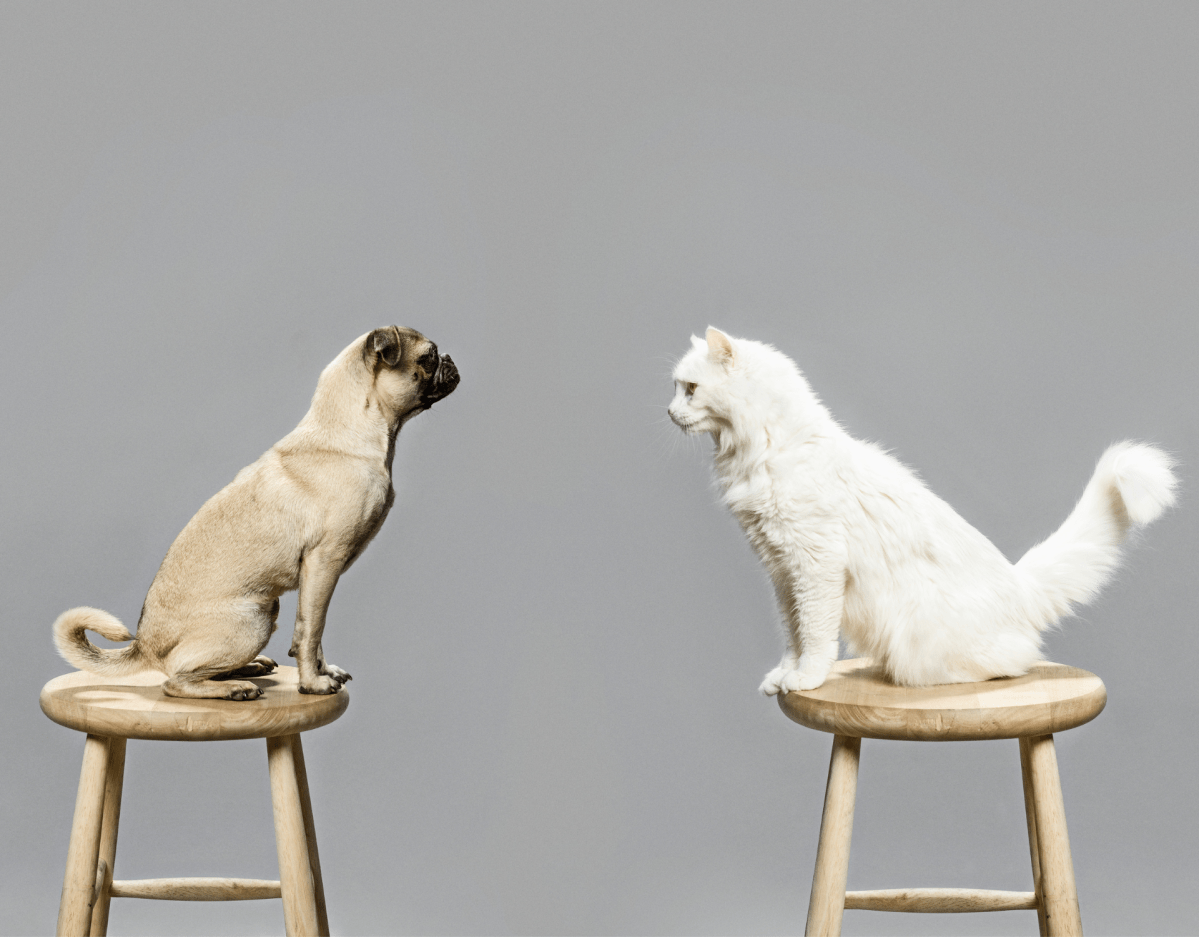 Katze und Hund sitzen sich gegenüber auf einem Hocker.