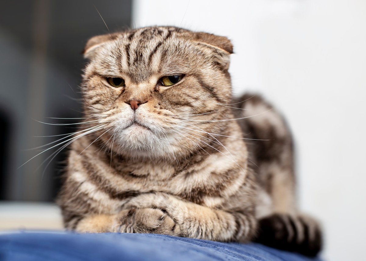 Katze schaut gestresst in die Kamera.