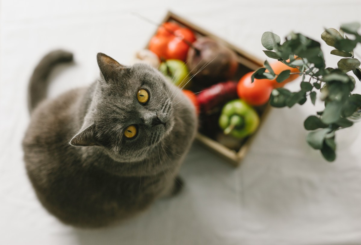 Katze sitzt vor Korb mit Gemüse, was Katzen nicht essen dürfen.