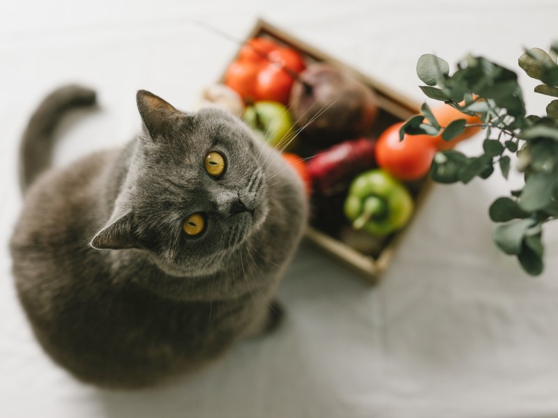 Katze sitzt vor Korb mit Gemüse, was Katzen nicht essen dürfen.