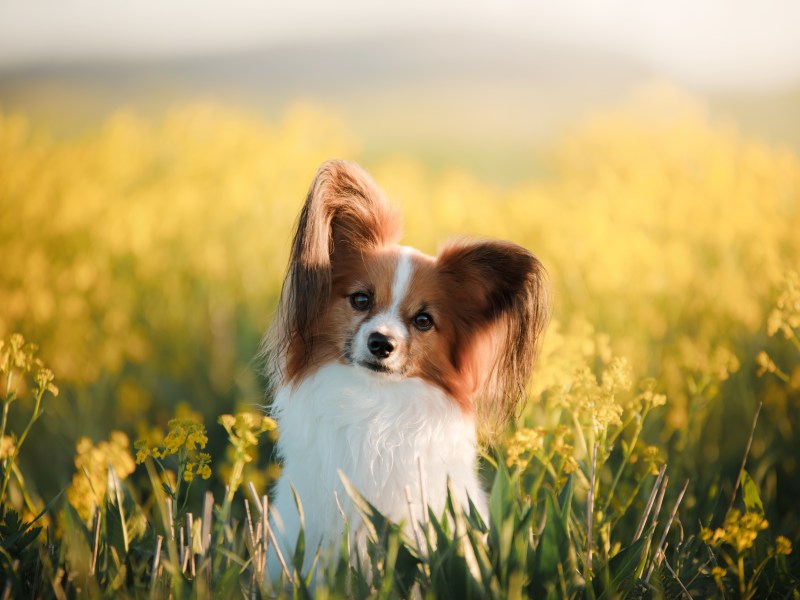 Papillon sitzt in Rapsfeld.