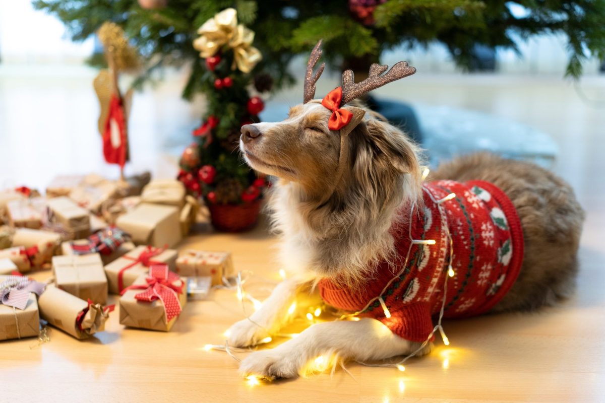 Hund Adventskalender