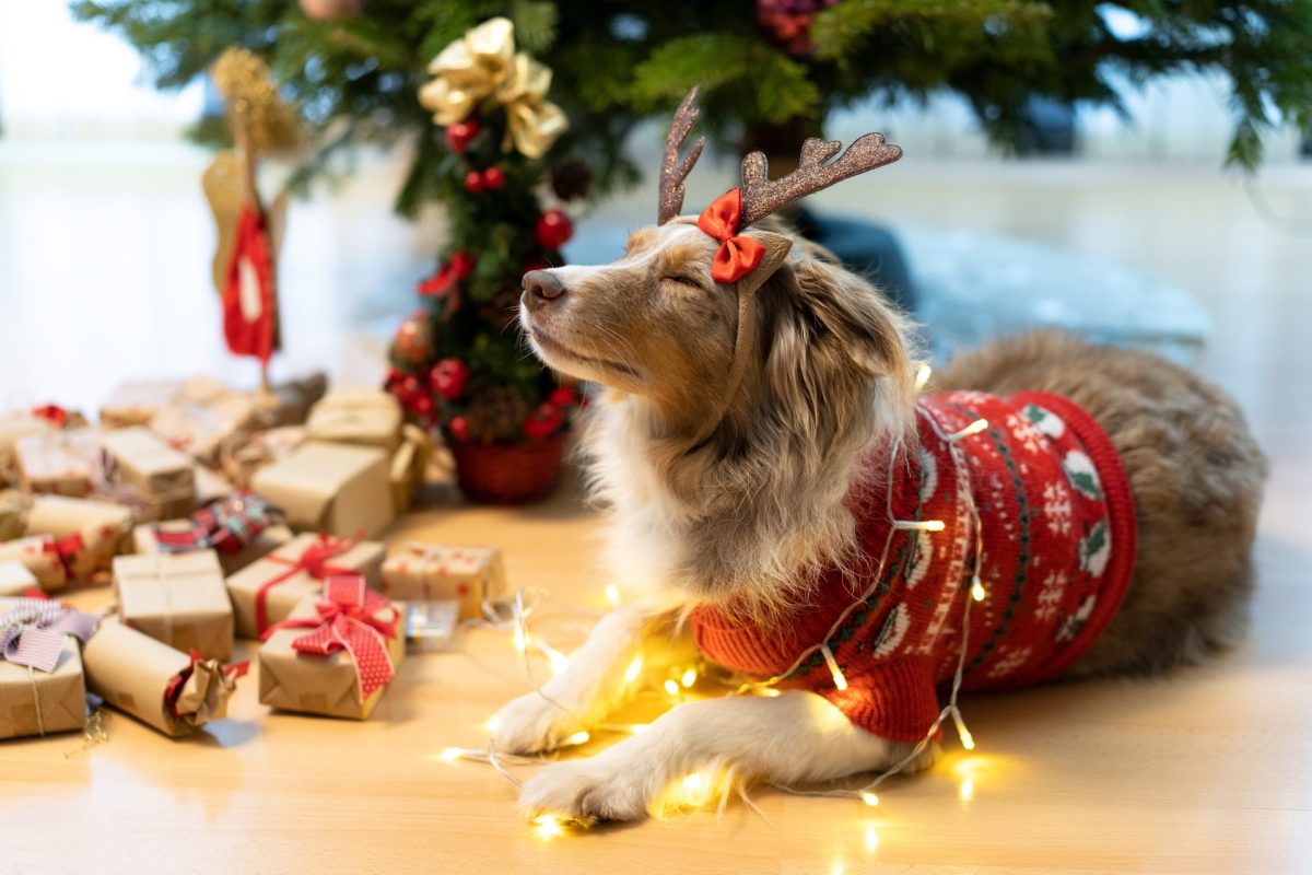 Hund Adventskalender