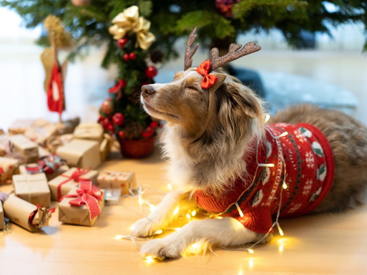 24 Türchen für deinen Vierbeiner: Die schönsten Hunde-Adventskalender 2023