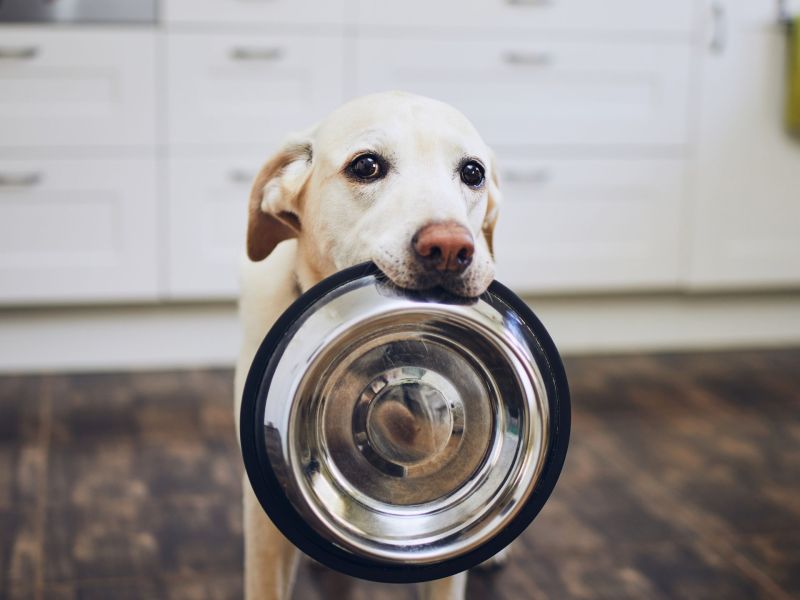 Hund mit Fressnapf im Maul