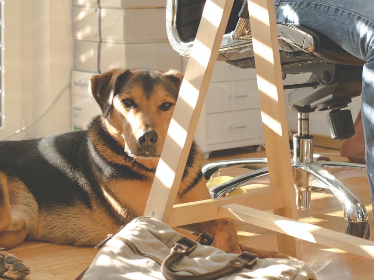 Hund mit zur Arbeit nehmen: Das darf dein Chef dagegen tun