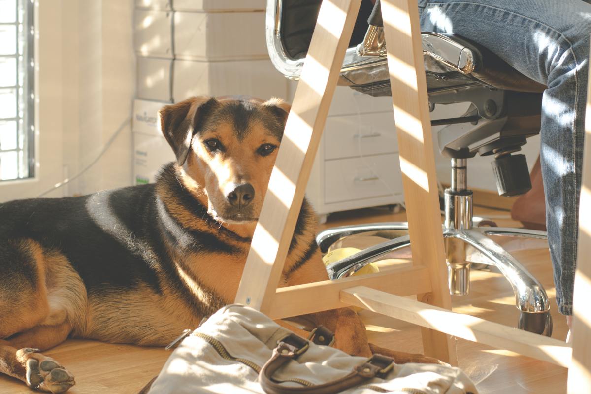 Hund im Büro