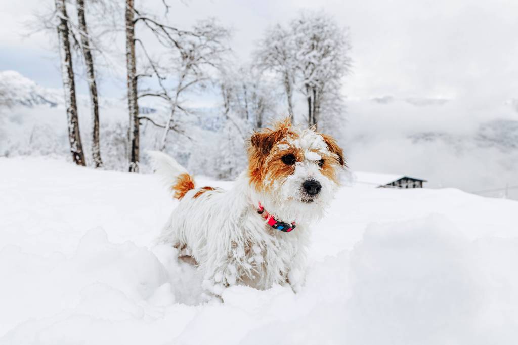 Hund im Schnee