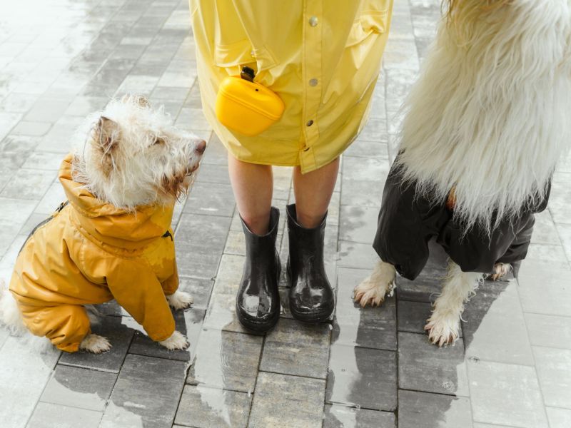 Hunde mit Mantel