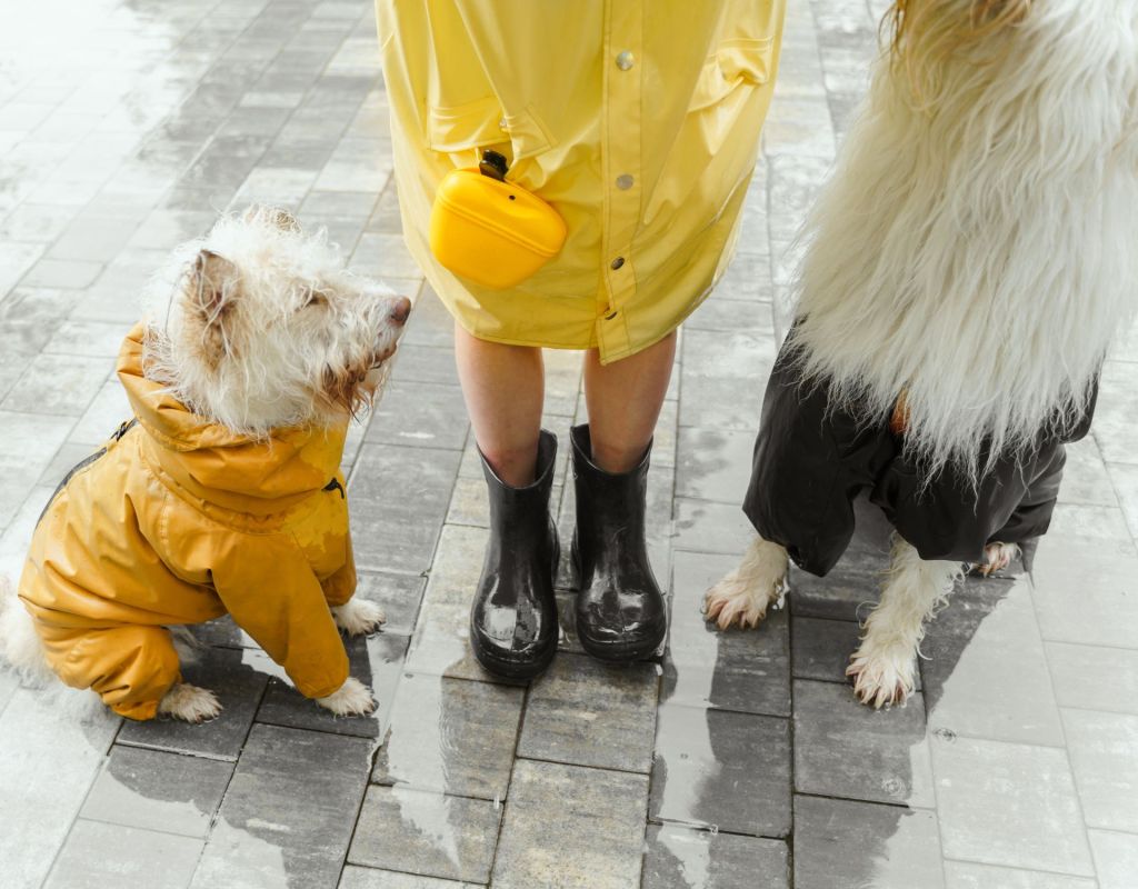 Hunde mit Mantel