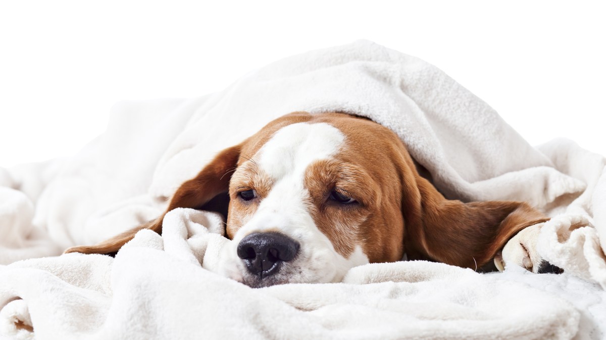 Braun-weißer Hund liegt mit einer Erkältung im Bett.