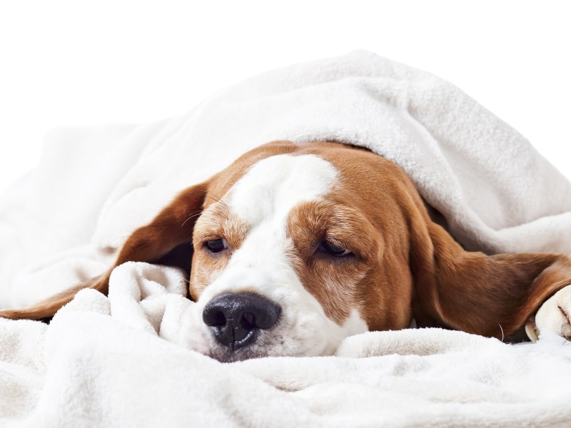 Braun-weißer Hund liegt mit einer Erkältung im Bett.